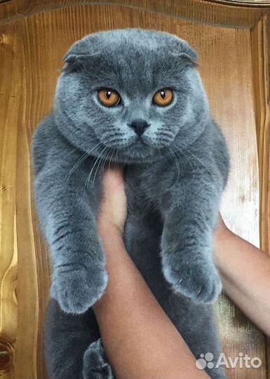 Британка вислоухая