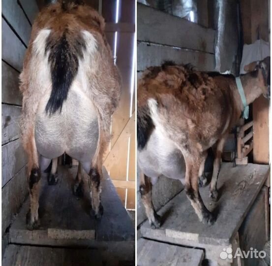 Козы дойные