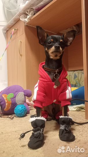 Вязка той-терьер мини