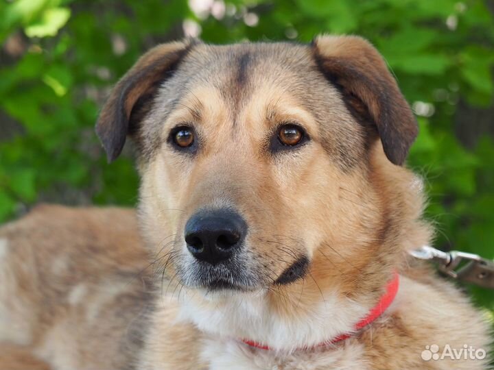 Собака Боцман