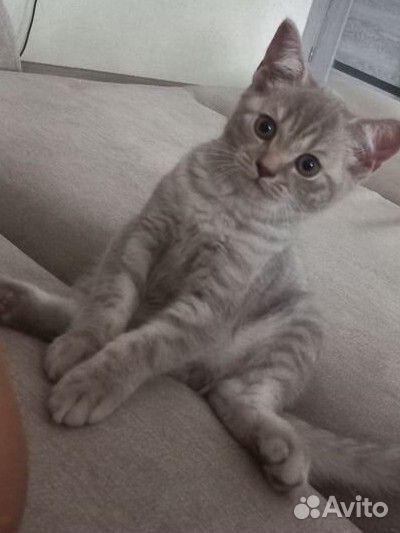 Котёнок британец