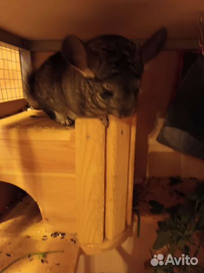 Шиншиллы с клеткой