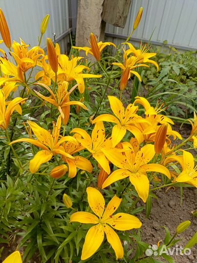 Лилии луковицы