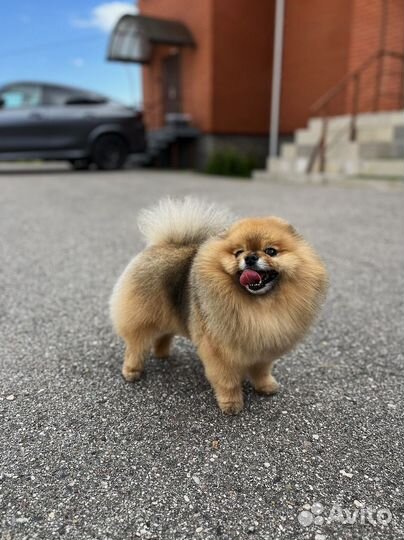 Вязка собак шпиц кабель ищет невесту