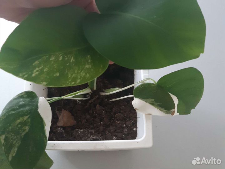 Монстера вариегатная