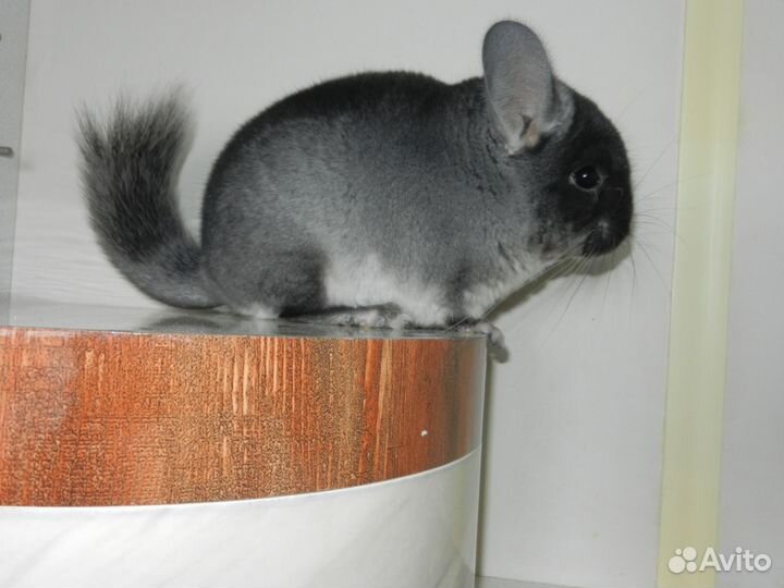 Шиншилленок, самец,черный бархат