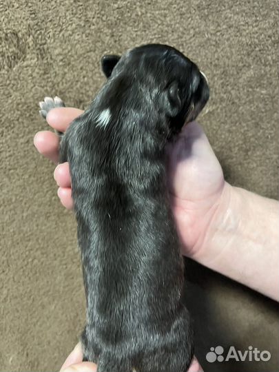 Стандартный бультерьер