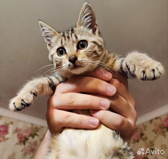 Котенок в добрые руки