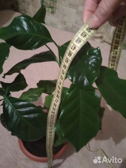 Кофе арабика