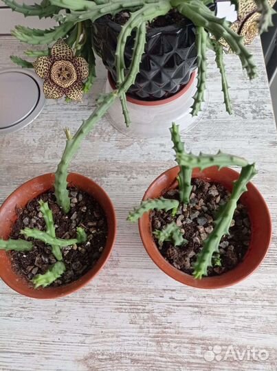 Стапелия, орбея вариегата