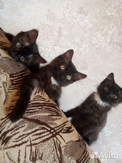 Кошки бесплатно