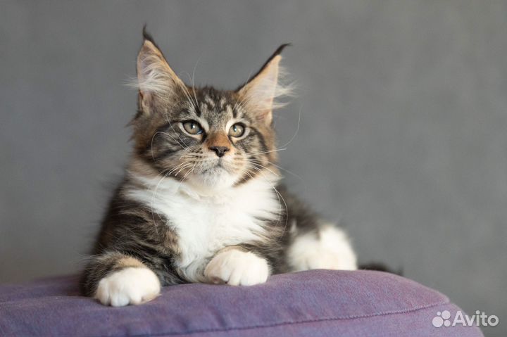 Котята мейн-кун