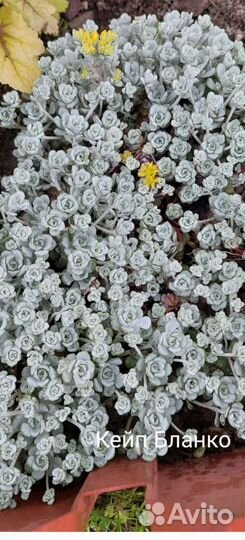 Очитки и арабисы