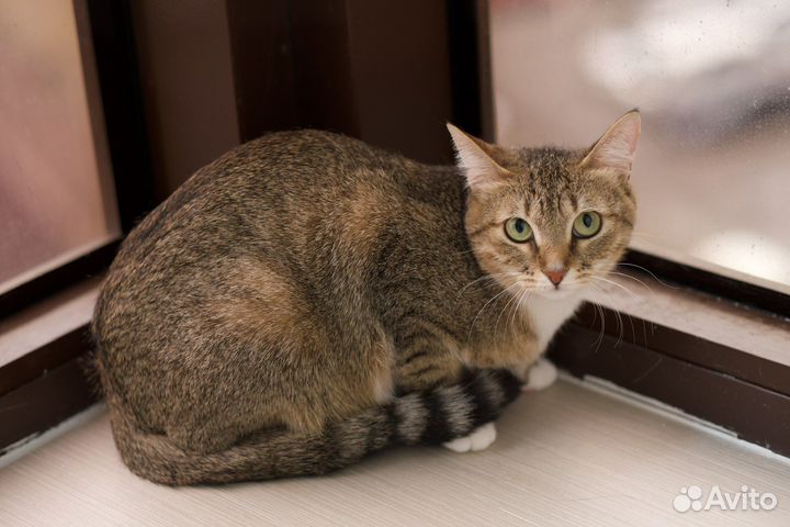 Зайка Стеша (кошка)