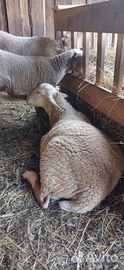 Катумские бараны