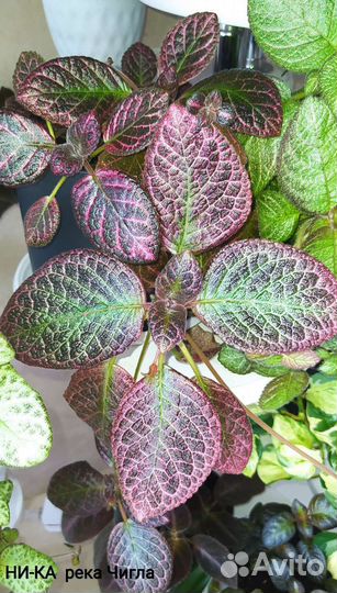 Эписции сортовые