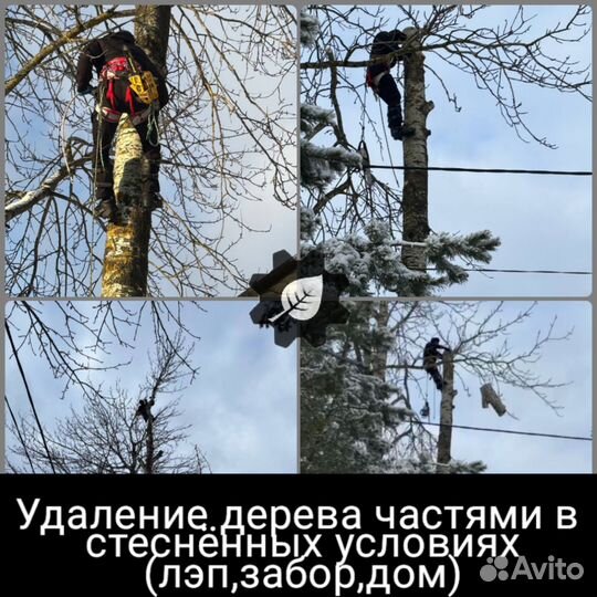 Безопасно пилим любые деревья