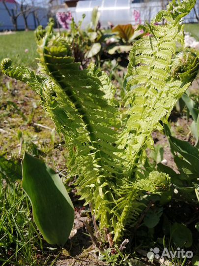 Садовые многолетние цветы