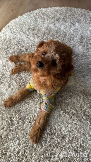 Костюм для щенков мелких пород