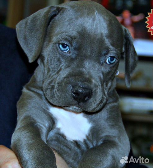 Высокопородный щенки голубых окрасов