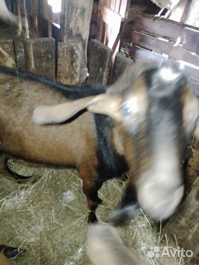 Нубийский козел