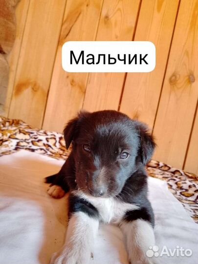 Щенок в добрые руки