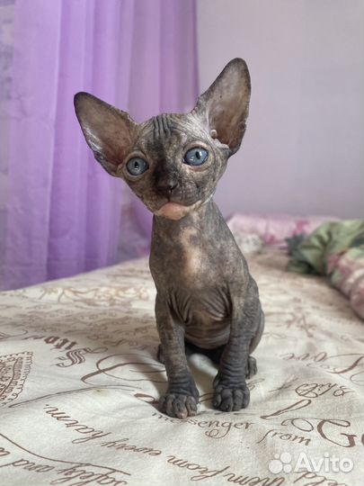 Канадский сфинкс