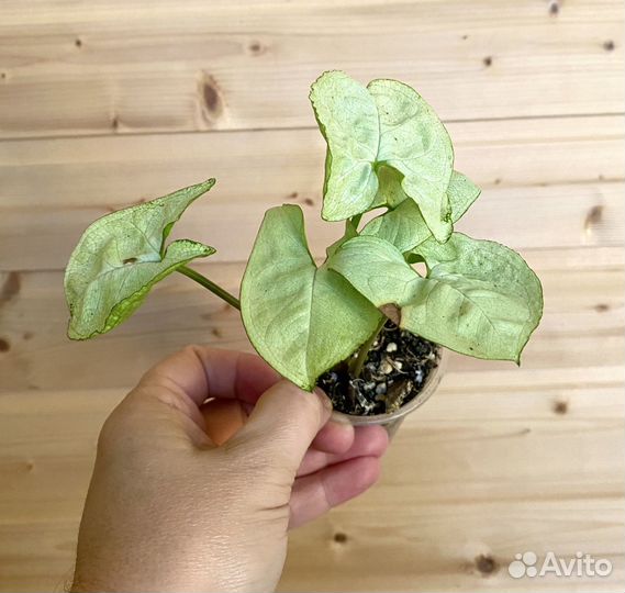 Сингониумы