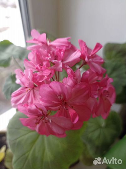 Пеларгония герань