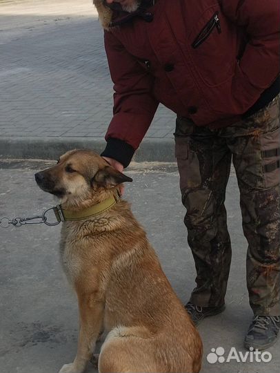 Собака в добрые руки