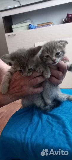 Кошка в дар бесплатно