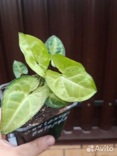 Сингониумы