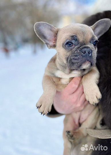 Французский бульдог лиловый
