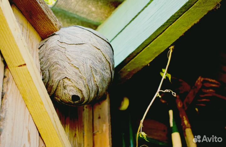 Уничтожение клещей, комаров, ос, короеда, борщевик