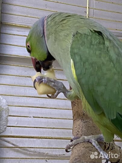 Ожереловый попугай