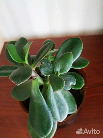Денежное дерево (толстянка, крассула)
