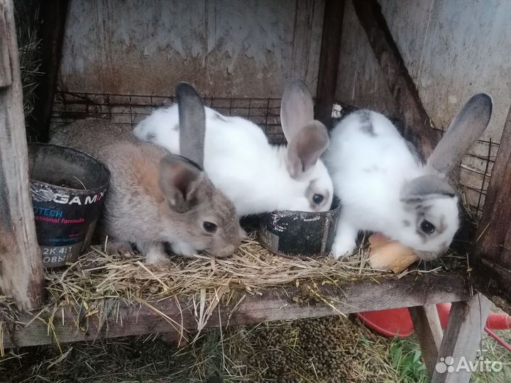 Взрослые и маленькие кролики