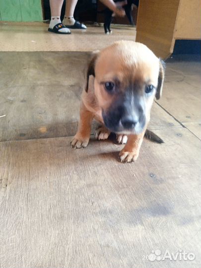 Щенята Стаффорд