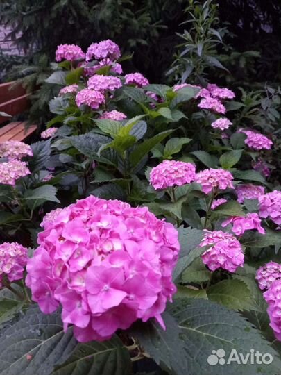 Гортензия крупнолистная саженцы