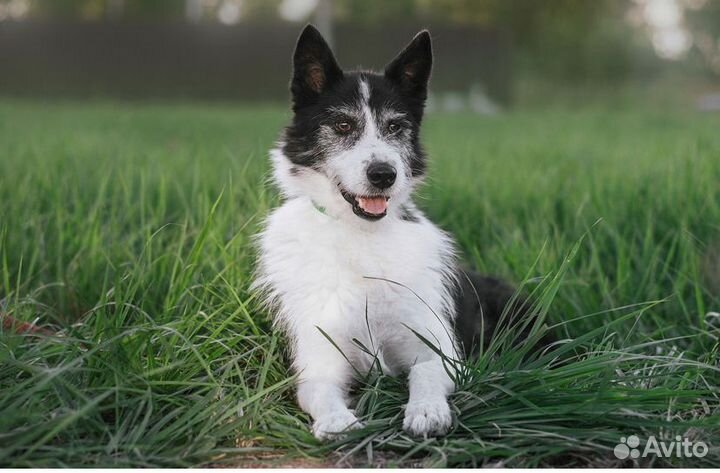 Собака в добрые руки