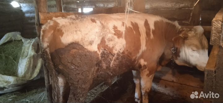 Годовалый бычок,телочка