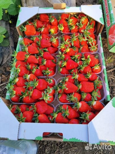 Клубника свежая ягода