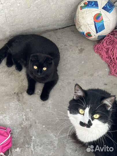 Кошка в дар