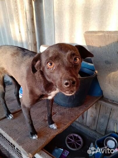 Собака в добрые руки