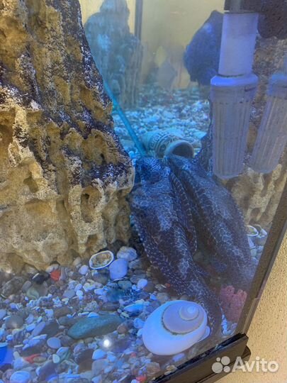 Аквариумные рыбки