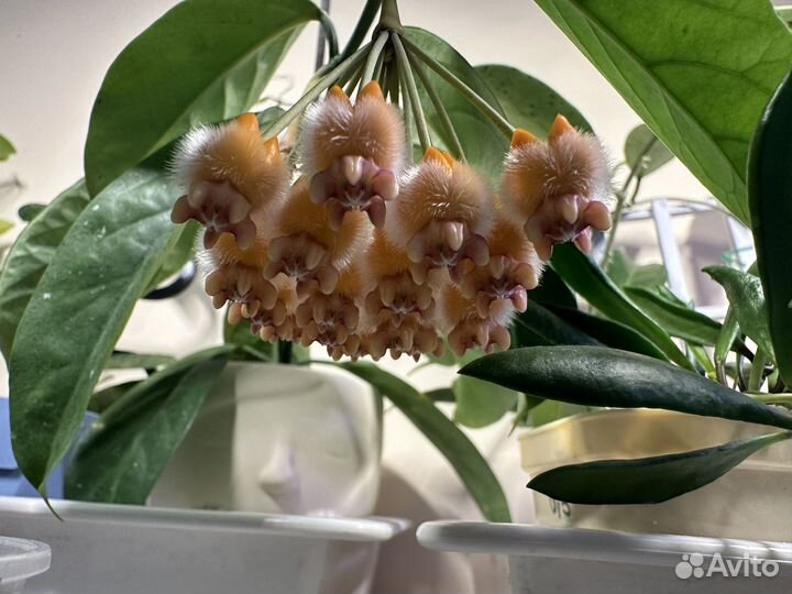 Хойя Праетори