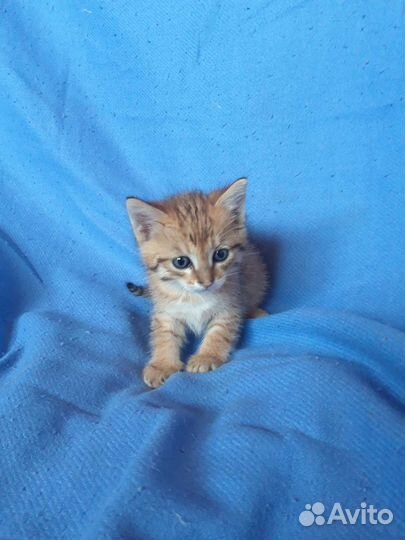 Милые котята в дар