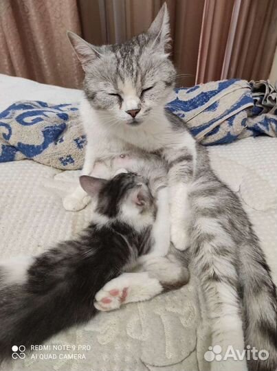 Кошечка очень красивая