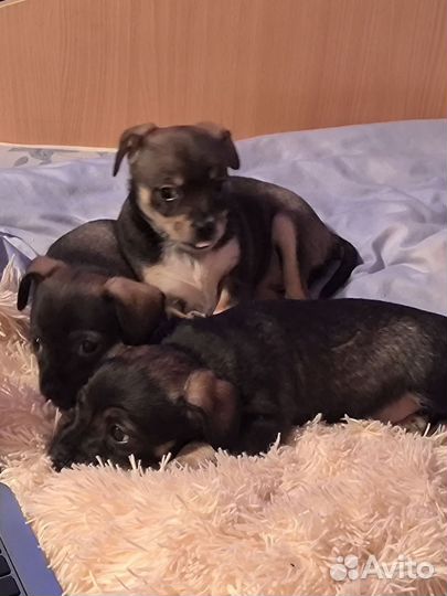 Щенки рет-терьер