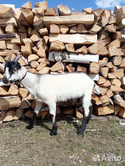 Козлята Ламанча